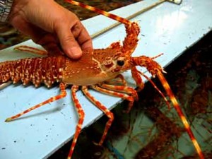 How to clean lobster